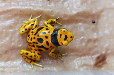 Poison dart frogs kaufen und verkaufen Photo: Dendrobates leucomelas Bolivar, Oophaga pumilio RFB Nachzuchten Poison dart frogs kaufen und verkaufen Photo: Dendrobates leucomelas Bolivar, Oophaga pumilio RFB Nachzuchten