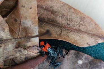 Poison dart frogs kaufen und verkaufen Photo: Verkaufe Ranitomeya benedicta & Oophaga pumilio RFB Nachzuchten