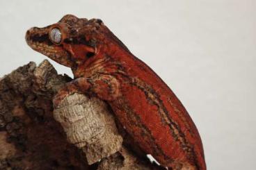 Geckos kaufen und verkaufen Foto: Rhacodactylus Auriculatus - Höckerkopfgeckos Hamm/ Houten