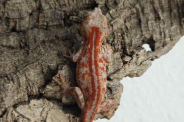 Geckos kaufen und verkaufen Foto: Rhacodactylus Auriculatus for Houten or Recklinghausen Geckos kaufen und verkaufen Foto: Rhacodactylus Auriculatus for Houten or Recklinghausen