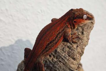 Geckos kaufen und verkaufen Foto: 1.0 Rhacodactylus Auriculatus/ Höckerkopfgecko Red striped CB08/24 Geckos kaufen und verkaufen Foto: 1.0 Rhacodactylus Auriculatus/ Höckerkopfgecko Red striped CB08/24