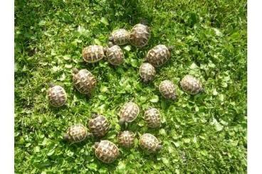 Tortoises kaufen und verkaufen Photo: Griechische Landschildkröten NZ 2021