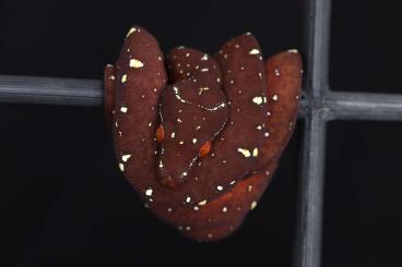 Pythons kaufen und verkaufen Foto: Morelia Viridis US Designer OC/Wamena x Calico OC/Melanistic Blueline