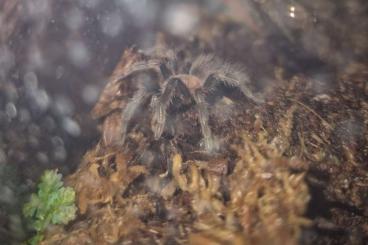 - bird spiders kaufen und verkaufen Photo: Verkleinerung des Bestands ( (Abholung) - bird spiders kaufen und verkaufen Photo: Verkleinerung des Bestands ( (Abholung)