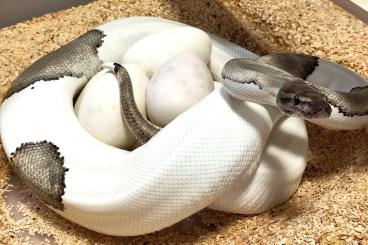 Snakes kaufen und verkaufen Photo: Tolle Zuchttiere abzugeben 