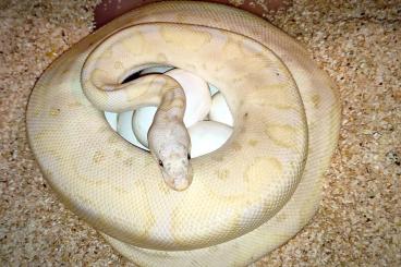 Schlangen kaufen und verkaufen Foto: Tolle Zuchttiere abzugeben 