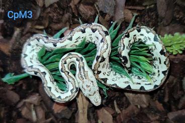 Snakes kaufen und verkaufen Photo: Weiße Pazifikboas Candoia paulsoni St Isabel 