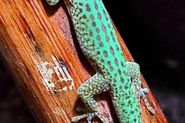 Geckos kaufen und verkaufen Foto: Diverse Phelsumen Zuchttiere 