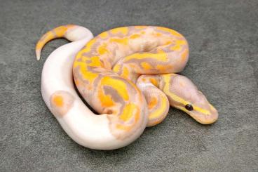 Schlangen kaufen und verkaufen Foto: Clown Morphs and DH ClownPied Morphs Schlangen kaufen und verkaufen Foto: Clown Morphs and DH ClownPied Morphs