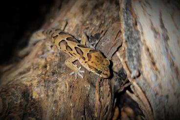 Geckos kaufen und verkaufen Photo: Suche langfristig gerne auch für diverse Börsen Geckos kaufen und verkaufen Photo: Suche langfristig gerne auch für diverse Börsen