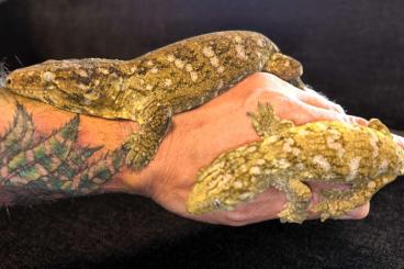 Geckos kaufen und verkaufen Photo: 1.1 Bayonnaise Island *bond couple* Geckos kaufen und verkaufen Photo: 1.1 Bayonnaise Island *bond couple*