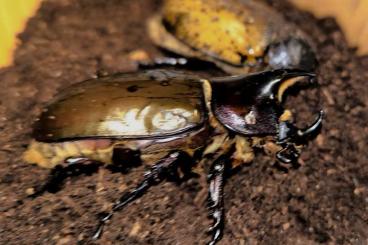 Insects kaufen und verkaufen Photo: 1.1 Dynastes maya Pärchen 