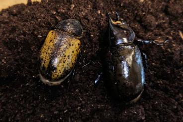 Insects kaufen und verkaufen Photo: 1.1 Dynastes maya Pärchen 
