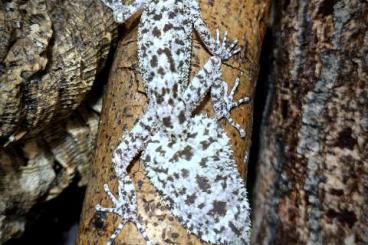 Geckos kaufen und verkaufen Foto: Abgabe wegen Hobbyaufgabe Geckos kaufen und verkaufen Foto: Abgabe wegen Hobbyaufgabe