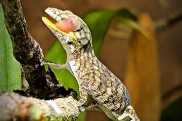Geckos kaufen und verkaufen Photo: 2.0 Eurydactylodes agricolae 