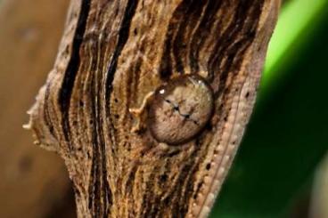 Geckos kaufen und verkaufen Photo: 1.1 Zuchtpaar Uroplatus lineatus (NZ 2023 / 2019)