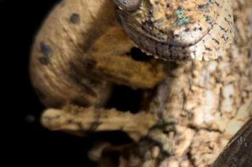 Geckos kaufen und verkaufen Photo: 0,2 Uroplatus henkeli NZ 02 / 2024
