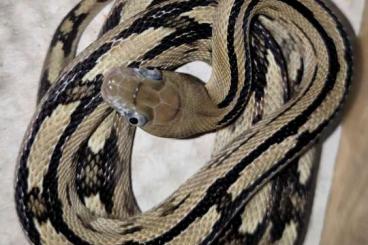 Nattern ungiftige kaufen und verkaufen Foto: Diverse Nattern wegen Hobbyaufgabe Nattern ungiftige kaufen und verkaufen Foto: Diverse Nattern wegen Hobbyaufgabe