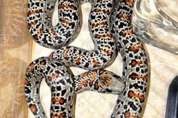 Colubrids kaufen und verkaufen Photo: 1.1 Lampropeltis mexicana mexicana "Granite" Colubrids kaufen und verkaufen Photo: 1.1 Lampropeltis mexicana mexicana "Granite"
