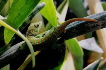 Geckos kaufen und verkaufen Foto: Phelsuma grandis - Nachzuchten abzugeben! 