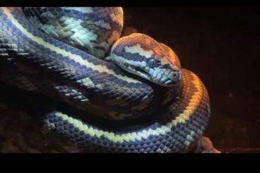Pythons kaufen und verkaufen Foto: 1.0Morelia spilota variegata. Darwin carpet python, Striped het Albino