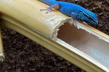 Geckos kaufen und verkaufen Photo: Lygodactylus Williamsi 6.4.x 