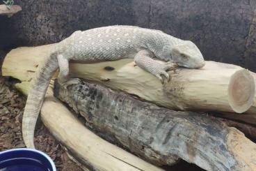 Warane kaufen und verkaufen Foto: 1.0 Varanus exanthematicus Ghost 