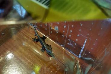Geckos kaufen und verkaufen Photo: Jungferngeckos / Lepidodactylus lugubris