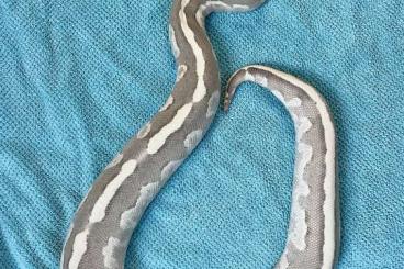Königspythons kaufen und verkaufen Foto: Königspython Vanilla Cream Mojave 0.1 Königspythons kaufen und verkaufen Foto: Königspython Vanilla Cream Mojave 0.1
