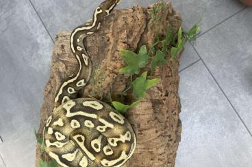 Königspythons kaufen und verkaufen Photo: Königspython Pastave 1.0 Königspythons kaufen und verkaufen Photo: Königspython Pastave 1.0