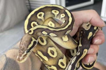 Königspythons kaufen und verkaufen Foto: Königspython Pastave 1.0 Königspythons kaufen und verkaufen Foto: Königspython Pastave 1.0