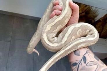 Ball Pythons kaufen und verkaufen Photo: Vanilla Cream Mojave 0.1 Königspython Ball Pythons kaufen und verkaufen Photo: Vanilla Cream Mojave 0.1 Königspython