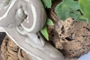 Königspythons kaufen und verkaufen Foto: Vanilla Cream Mojave 0.1 von 2020 Königspythons kaufen und verkaufen Foto: Vanilla Cream Mojave 0.1 von 2020