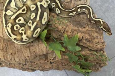 Königspythons kaufen und verkaufen Photo: Pastave Königspython männlich von 2022 Königspythons kaufen und verkaufen Photo: Pastave Königspython männlich von 2022