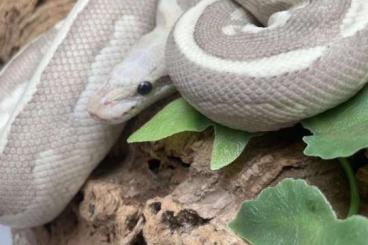Königspythons kaufen und verkaufen Photo: Königspython Vanilla Cream Mojave Weibchen Königspythons kaufen und verkaufen Photo: Königspython Vanilla Cream Mojave Weibchen