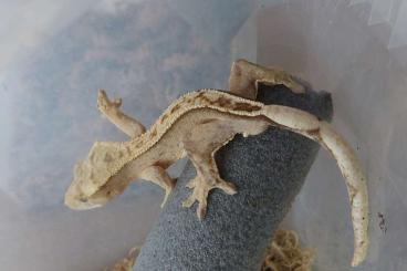 Geckos kaufen und verkaufen Foto: Crested gecko 100% het axanthic kronengeckos Geckos kaufen und verkaufen Foto: Crested gecko 100% het axanthic kronengeckos