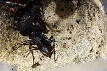 Insects kaufen und verkaufen Photo: Schaben cockroaches blaberus Pseudoglomeris 