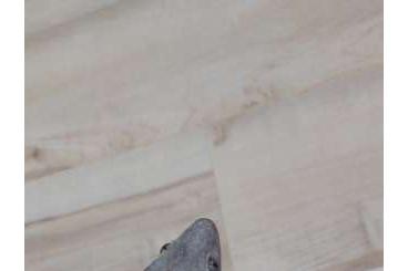 Geckos kaufen und verkaufen Foto: Axanthic kronengecko 0.1 crested gecko Weibchen Geckos kaufen und verkaufen Foto: Axanthic kronengecko 0.1 crested gecko Weibchen