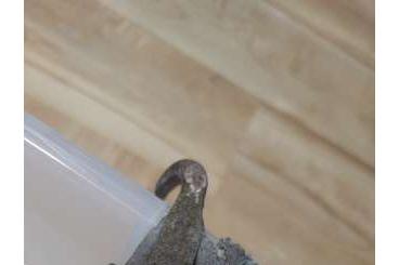 Geckos kaufen und verkaufen Photo: Axanthic kronengecko 0.0.1 crested gecko Geckos kaufen und verkaufen Photo: Axanthic kronengecko 0.0.1 crested gecko