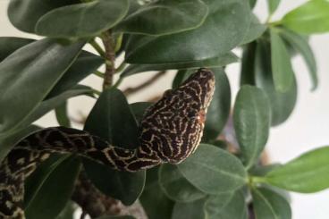 Snakes kaufen und verkaufen Photo: Hundskopfboa / Gartenboa / Corallus hortulanus männlich NZ 2023
