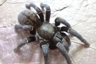 Vogelspinnen kaufen und verkaufen Foto: Asian&African tarantulas. Females, males, slings. Shipping to Europe.