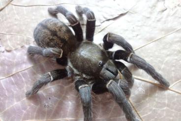 Vogelspinnen kaufen und verkaufen Foto: Asian&African tarantulas. Females, males, slings. Shipping to Europe. Vogelspinnen kaufen und verkaufen Foto: Asian&African tarantulas. Females, males, slings. Shipping to Europe.