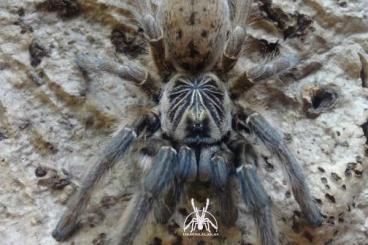 Vogelspinnen kaufen und verkaufen Foto: Asian&African tarantulas. Shipping to EU from Poland.
