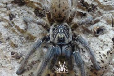 Vogelspinnen kaufen und verkaufen Foto: Asian&African tarantulas. Shipping to EU from Poland. Vogelspinnen kaufen und verkaufen Foto: Asian&African tarantulas. Shipping to EU from Poland.