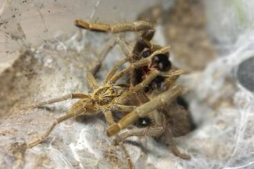 Vogelspinnen kaufen und verkaufen Foto: Asian&African tarantulas. Females, males, slings. Shipping to EU Vogelspinnen kaufen und verkaufen Foto: Asian&African tarantulas. Females, males, slings. Shipping to EU