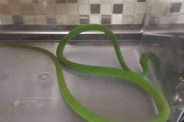 Nattern ungiftige kaufen und verkaufen Foto: Gonyosoma prasinum ( Smaragdnatter ) Nattern ungiftige kaufen und verkaufen Foto: Gonyosoma prasinum ( Smaragdnatter )