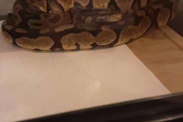 Ball Pythons kaufen und verkaufen Photo: Biete hier ein Pastell het Piebald Weibchen Ball Pythons kaufen und verkaufen Photo: Biete hier ein Pastell het Piebald Weibchen