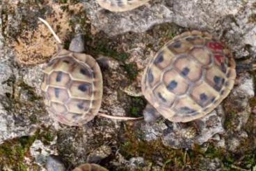 Landschildkröten kaufen und verkaufen Foto: Griechische Landschildkröten