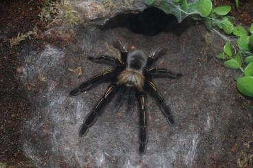 Vogelspinnen kaufen und verkaufen Foto: 0.1 Ephebopus murinus adult