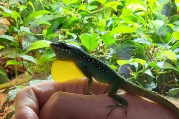 Echsen  kaufen und verkaufen Foto: Anolis Roquet Summus male